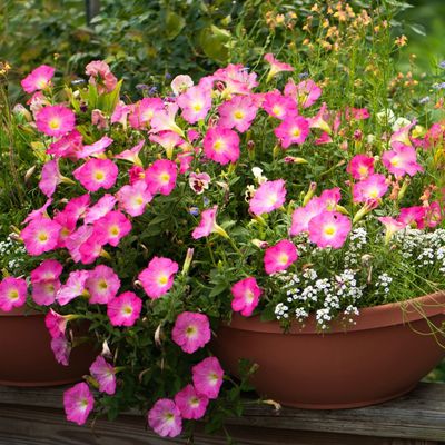 7 container flowers to plant in May for non-stop colour all summer long