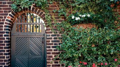 Some Plant Ties Can Damage Climbers – Here Are the Best Types to Use Instead