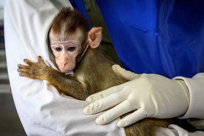 Monkey Business: Primate sales over social media are on the rise across the US, report reveals
