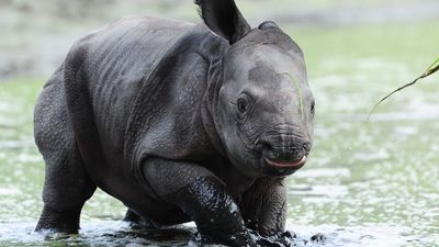 This trending footage of a one-day-old rhino makes me want to ditch photography to become a national park ranger