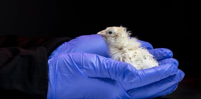 De-extinction company says it’s made an artificial egg – if true, it could help save living species