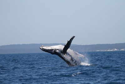 Two humpback whales set new migration record with epic Australia to Brazil journey