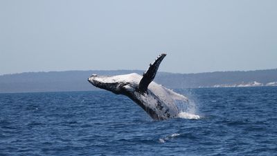 Humpback whale clocks new record after mega migration