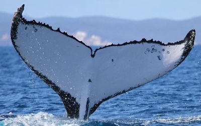 Twenty-two years and 15,000km later: fluke discovery sets new record for humpback whale journey