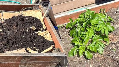 I tried the viral 'cardboard method' in my raised garden bed — and it totally worked