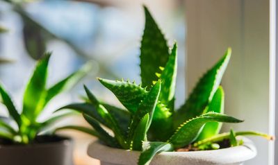 Why is my aloe turning yellow? How to stop killing the world’s easiest houseplant with one 3-second test