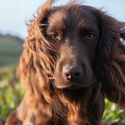 Prince William and Princess Kate’s Family Dog Is “Having A Moment”—But He’s “Not The Right Breed” For Everyone