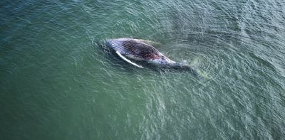 Timmy the stranded whale is dead. Please, let’s put animal welfare first and human emotion second