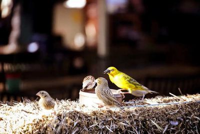 Why Birds Are Secretly Choosing Cities Over Forests