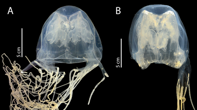 Deadly, highly venomous box jellyfish discovered in Singapore is a newfound species