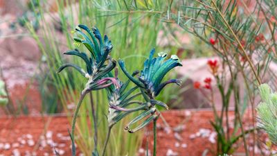 I Found the Rarest Blue Plant at the RHS Chelsea Flower Show – It’s Drought-Tolerant, Fire-Resistant, and Hummingbirds Love It