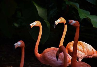Why Flamingos Stand on One Leg: Hidden Truth