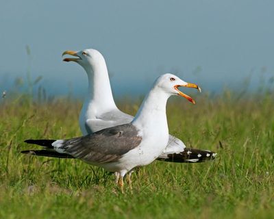 Country diary: The mayhem and mystery of inland gulls
