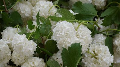 Stop buying new hydrangeas — there’s a simple hack to multiply your plants for free