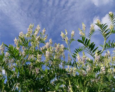 Plantwatch: how goat’s rue inspired super drug for everything from diabetes to obesity