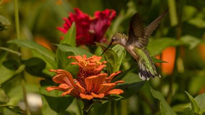 Don’t make this hummingbird mistake — why you need to think beyond the color red