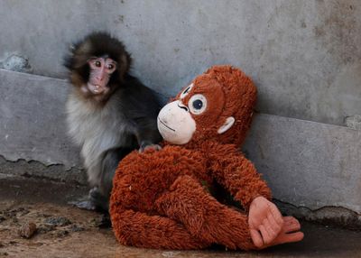 Japanese zoo may ban photography near viral monkey Punch's enclosure