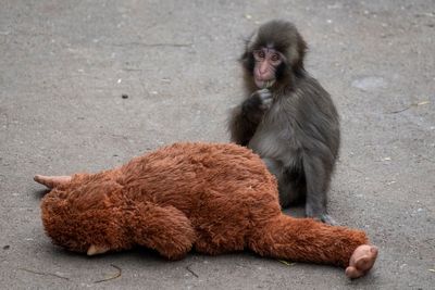Visitors hoping to see Punch the monkey will face strict new rules after American jumps into enclosure