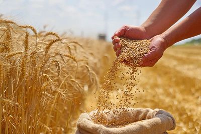 Wheat rises as drought knocks US crop rating to 30-year low