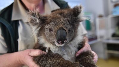 Nationwide casting call for four-legged koala protector