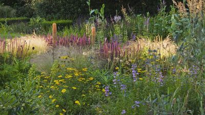 6 Self-Seeding Plants That Will Quietly Fill Your Yard With Effortless Color and Life This Summer