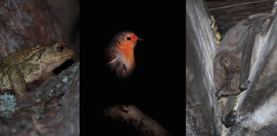 How does street lighting impact wildlife and when should we turn off the lights?