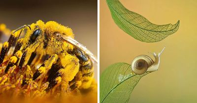 55 Close-Up Photos Shared By This Page That Show The Beauty Hiding In Small Details
