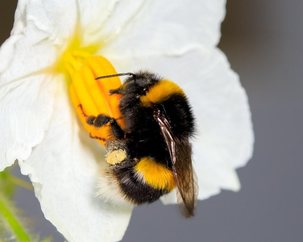 Collecting pollen can be as exhausting for bees as…