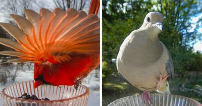 Woman Puts Camera On Bird Feeder In Her Yard To See Who Comes To Visit (30 New Pics)