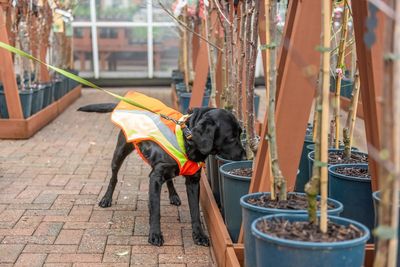 Sniffer dogs trained to save British trees from ‘highly destructive’ diseases