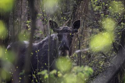 Chernobyl exclusion zone now has more wildlife than Ukraine’s nature reserves, study finds