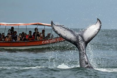 Humpback whales make record swims between Australia and Brazil