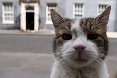 Starmer jokes about Larry the cat as he discusses Renters’ Rights Act