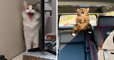 75 Hilariously Adorable Photos That Prove Cats Are Trying To Communicate With Us