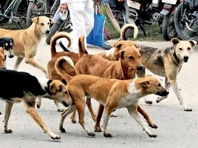 How this Ghaziabad ward residents solved stray dogs problem without euthanasia; become first in UP to achieve...