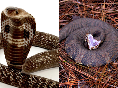 Cobra vs Cottonmouth: Why these two snakes are dangerous in completely different ways