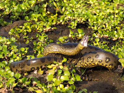 Green anacondas are the world’s heaviest snakes: Here’s how wetlands, ambush hunting, and biology shape their enormous size