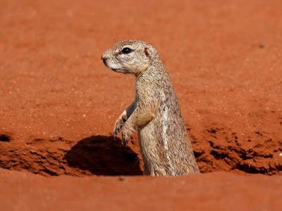 Why do squirrels rub snake scent on themselves, and what does it actually do?