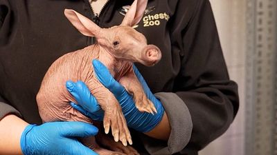 Rare aardvark born at UK’s Chester Zoo