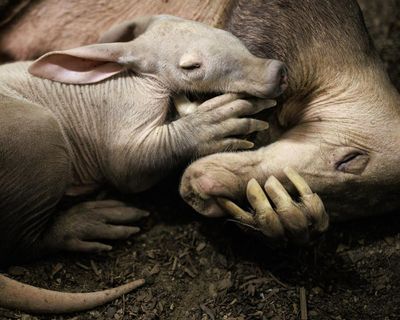 Aardvark calf born at Chester zoo is ‘doing brilliantly’ after bottle-feeding