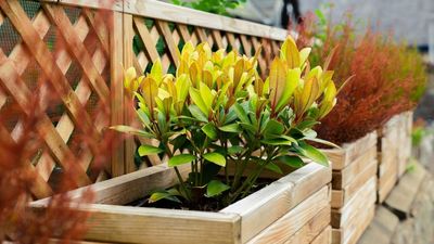 ALDI's Clever Garden Planter is a Small-Space Hero That's About to Transform the Awkward Corners of My Yard