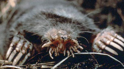 25,000 touch sensors, no eyes, total darkness; meet the animal that hunts at the speed of neurons, and it's not the cheetah