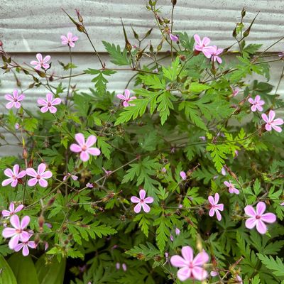 Stinky Bob is taking over every corner of my garden – I'm stopping the persistent weed in its tracks with these simple tips