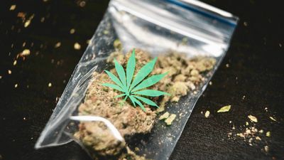 TSA Cannabis Travel Rules: How Missing The Fine Print Triggers Immediate Police Intervention