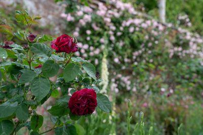 Roses bloom ‘weeks early’ as climate change upends flowering patterns