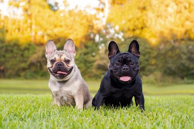 The most at risk breeds as four dogs stolen every day across the UK