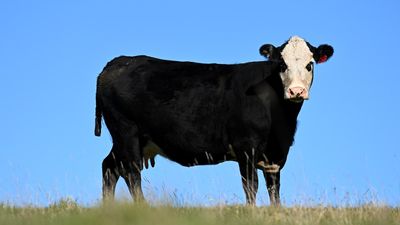 Aussie cattle producer beefs up profit, despite floods