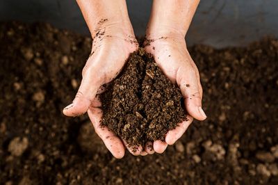 Maine high schoolers accidentally served baked dirt for dessert after science experiment mix-up