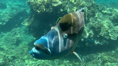 In danger: more reef funding amid dreaded ruling threat
