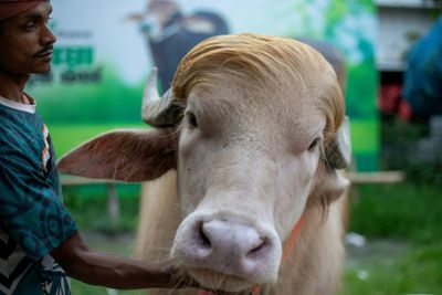 Commander-in-beef: ‘Donald Trump’ buffalo wins fans